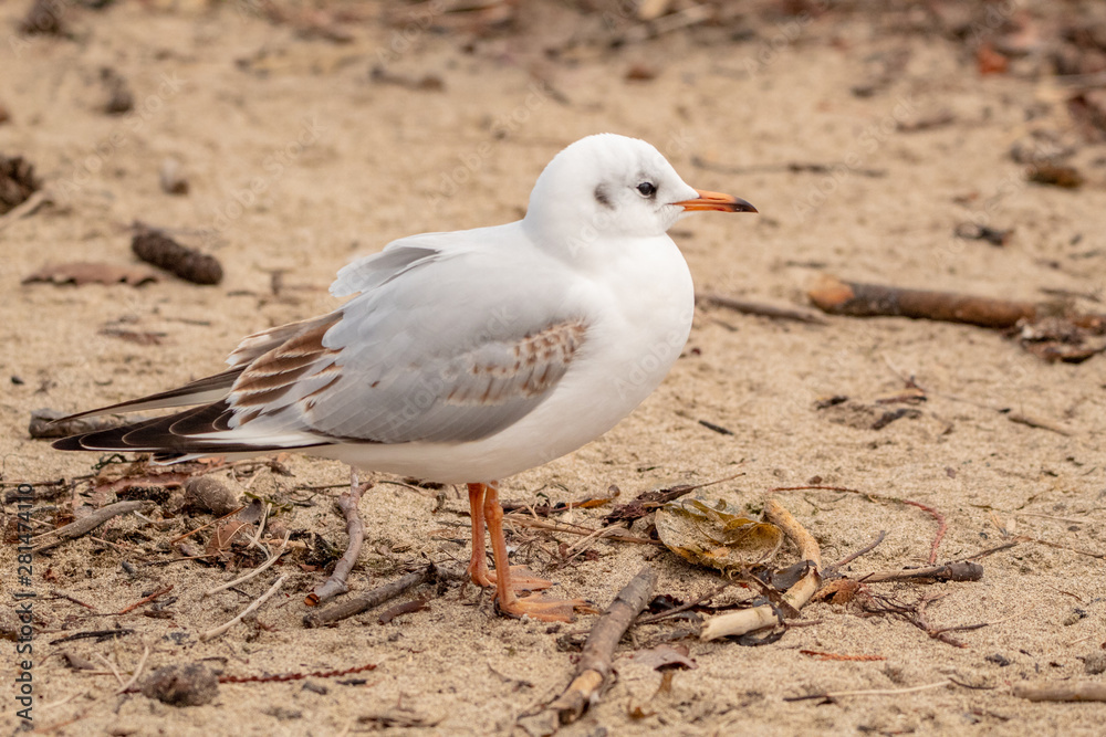 Young Black-Headed Gull Standing on the Beach Young Black-Headed Gull Standing on the Beach