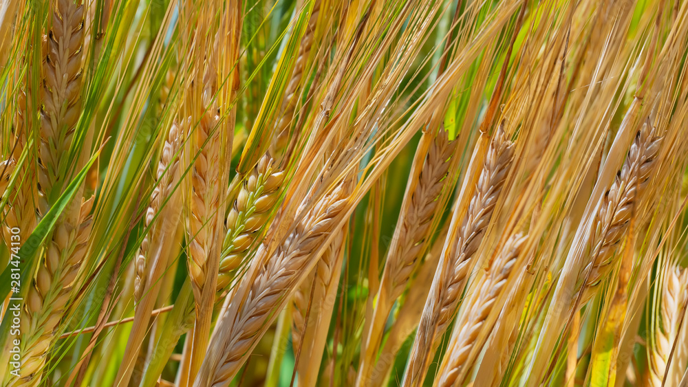 Rye spikelets in a field in summer Rye spikelets in a field in summer
