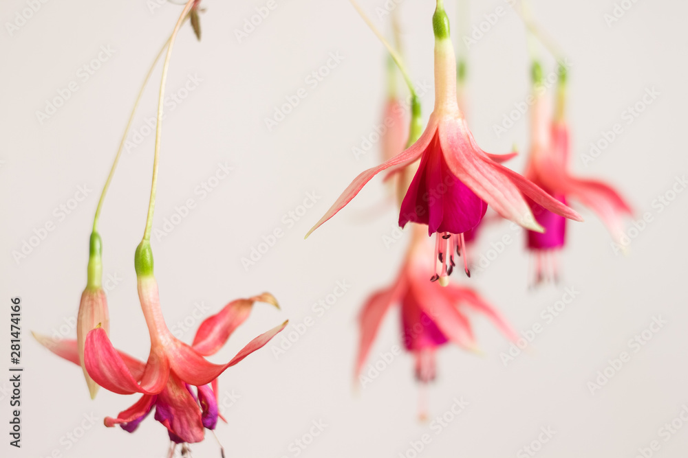 Fototapeta premium Pink fuchsia (Fúchsia) flowers hang from branch on white background. Shallow depth of field (DOF)