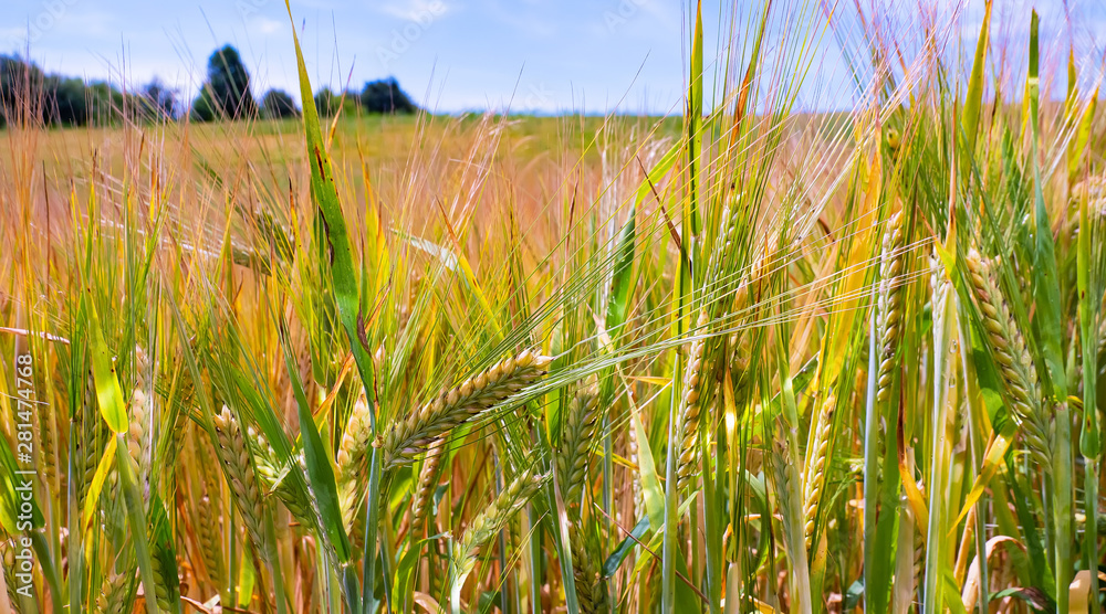 Obraz premium Rye spikelets in a field in summer