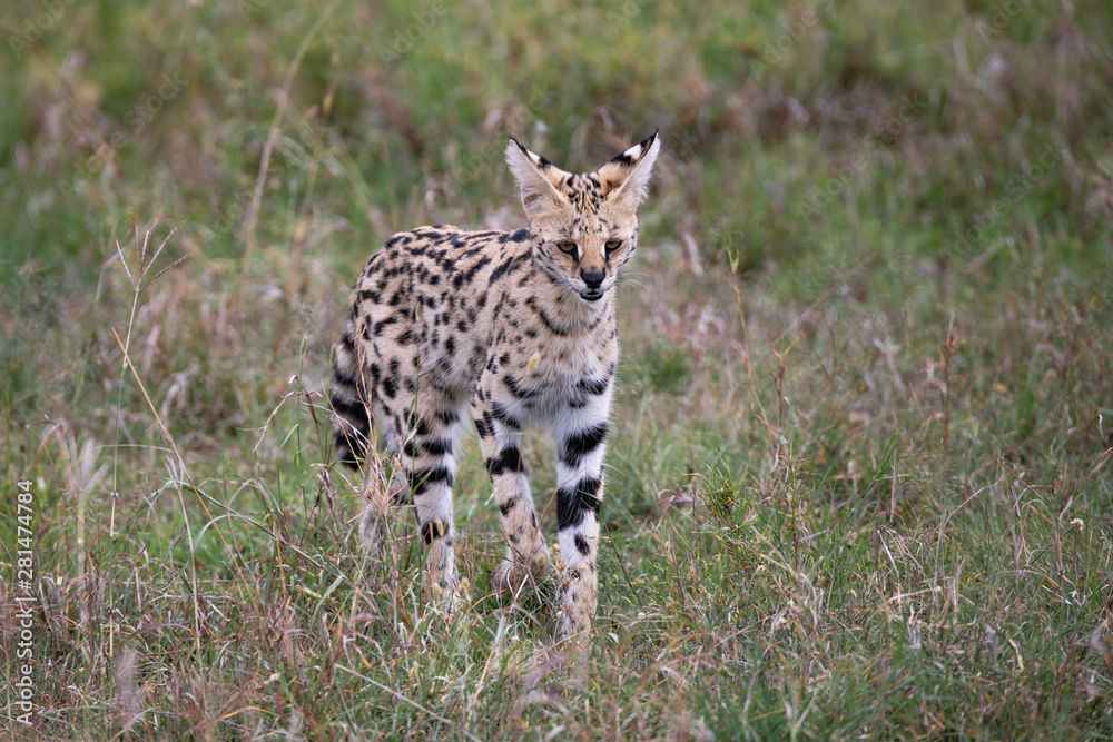 Serval Cat in Kenya's Masai Mara Serval Cat in Kenya's Masai Mara