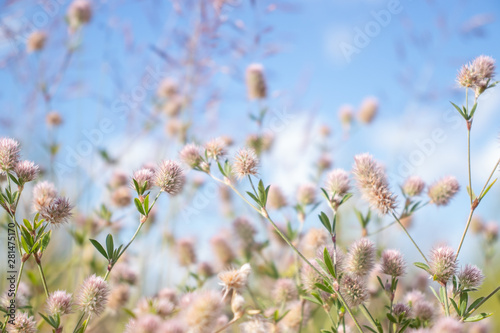 pink flowers plant meadow on blue sky