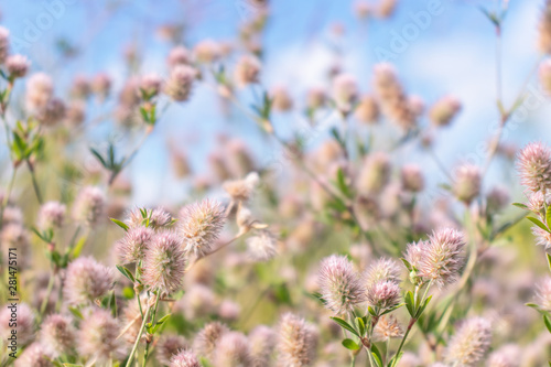 pink flowers plant meadow on blue sky