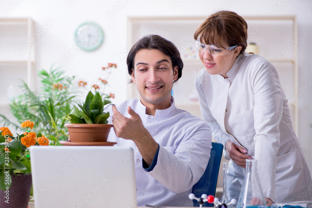 Fototapeta premium Two young botanist working in the lab