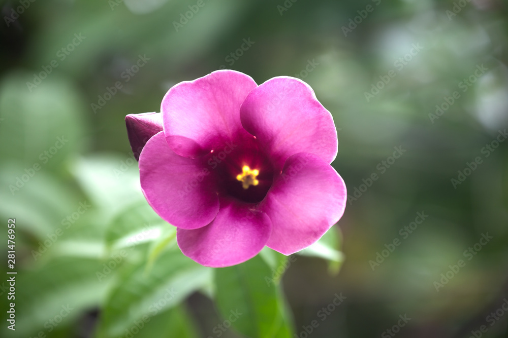 Allamanda cathartica flower or Star flower in garden with blurred background. Allamanda cathartica flower or Star flower in garden with blurred background.