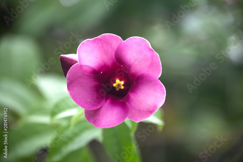Allamanda cathartica flower or Star flower in garden with blurred background.