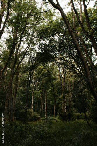 Woods of Scottish Highlands