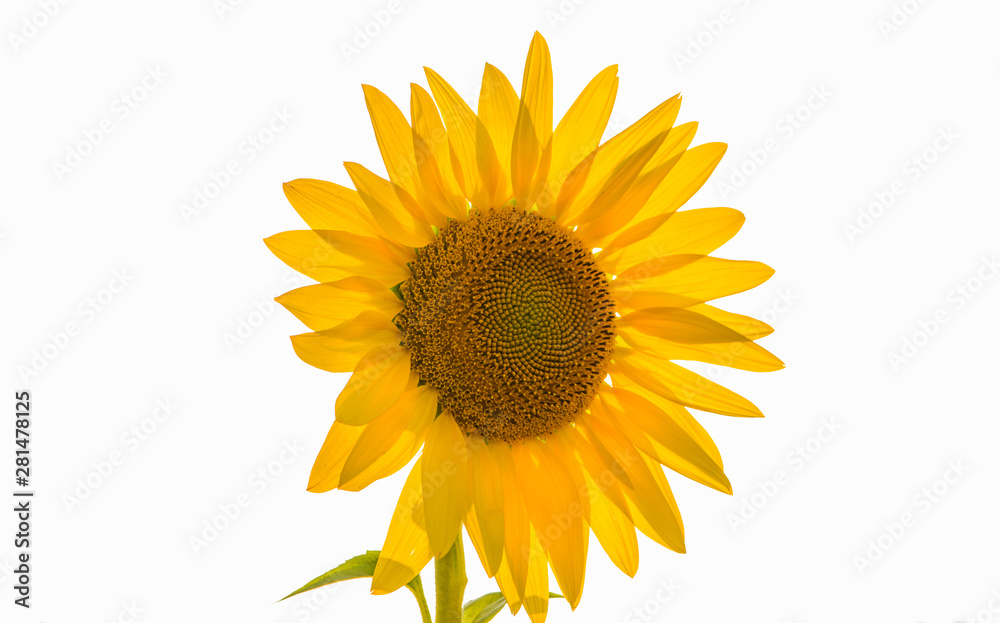Fototapeta premium Huge flower of a sunflower on a white background. Transparent yellow petals.