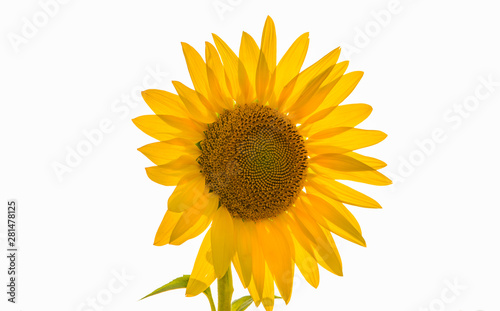 Huge flower of a sunflower on a white background. Transparent yellow petals.