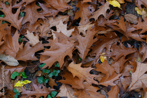 dettaglio foglie di quercia in autunno