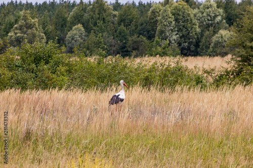 A stork bird walks across the field in search of food.