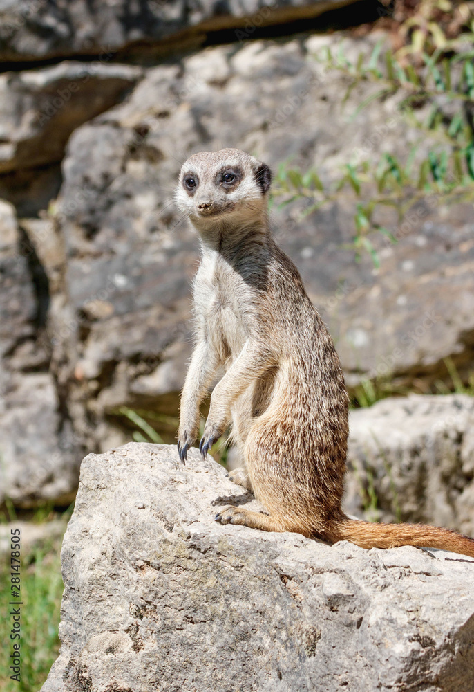 Nahaufnahme erdmännchen im Wildpark Nahaufnahme erdmännchen im Wildpark