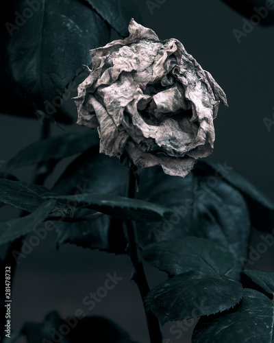 Rosa secca goth bianco e nero artistica