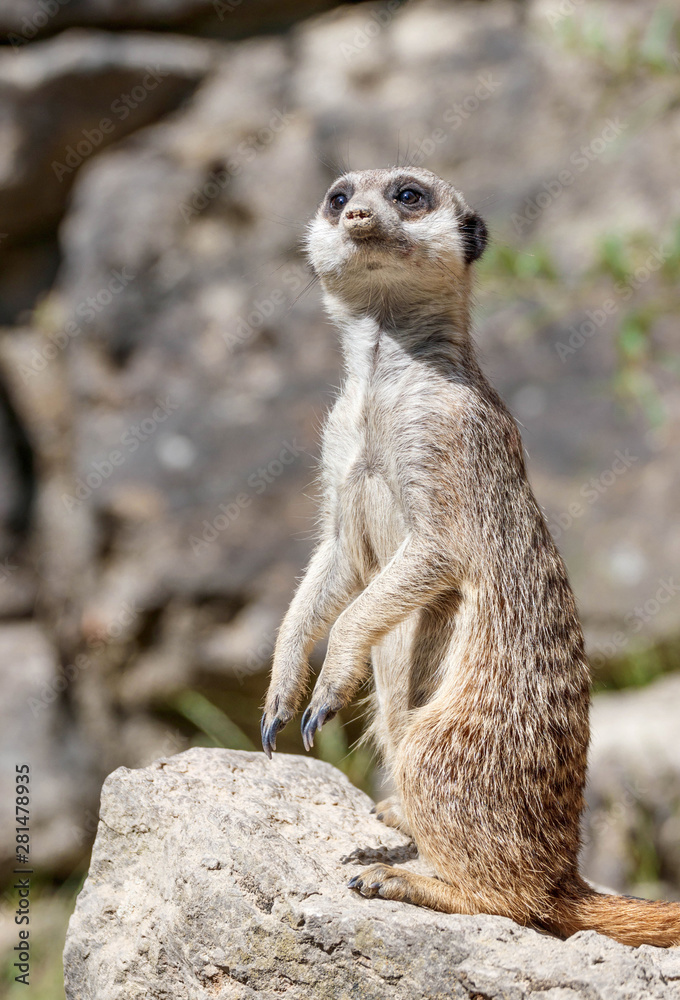 Nahaufnahme erdmännchen im Wildpark Nahaufnahme erdmännchen im Wildpark