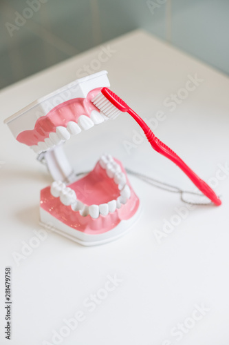 showing on a jaw model how to clean the teeth with tooth brush properly and right.demonstration on soft and slim bristle toothbrush brushing model teeth. Teeth Model and toothbrush on white background