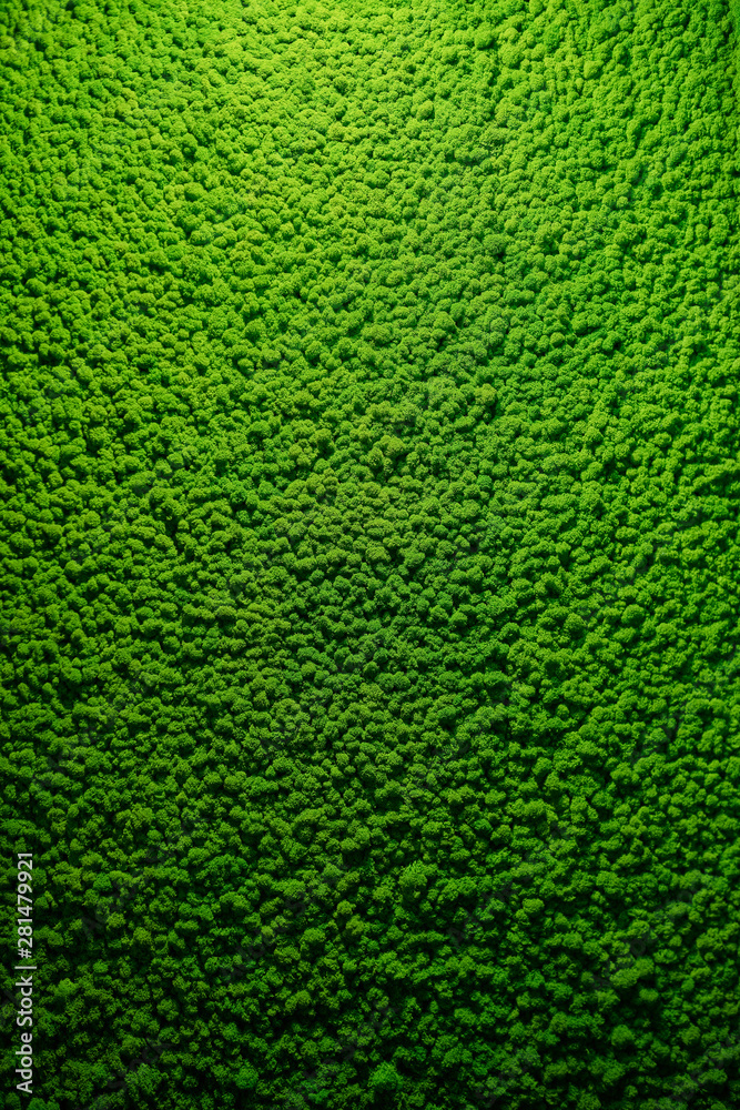 green moss texture with top hard light green moss texture with top hard light