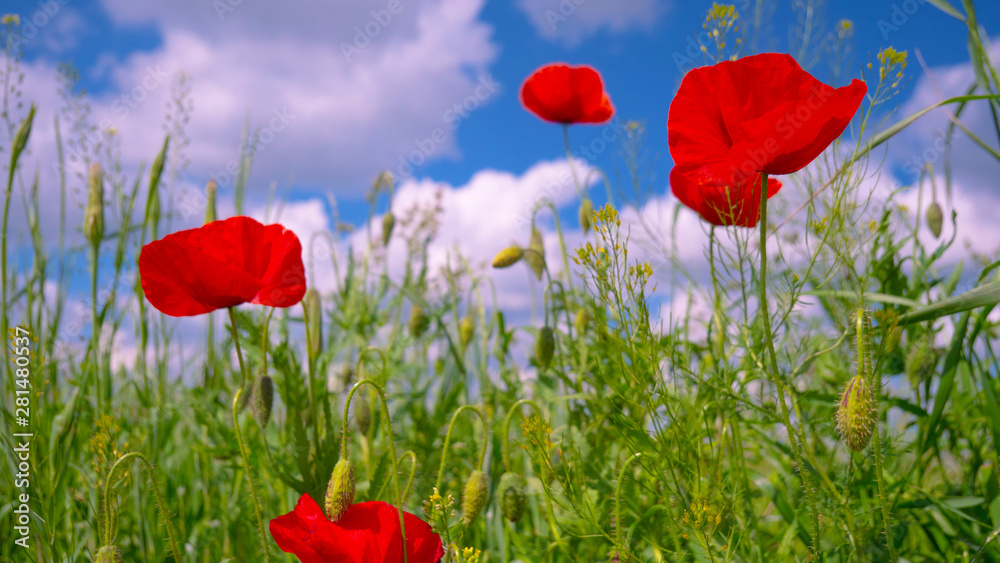 Obraz premium Red wild poppy flower in a field at sunrise