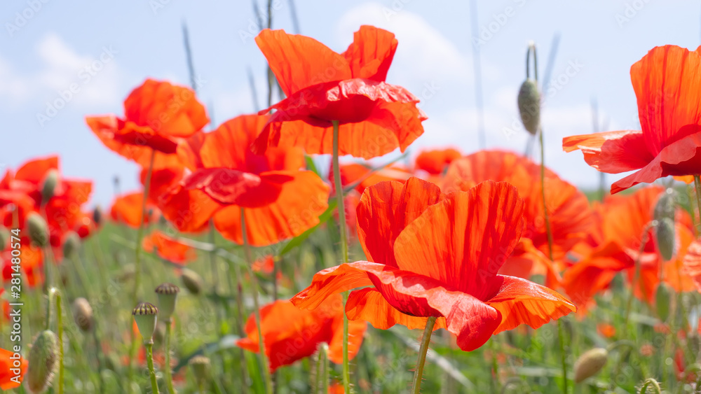 Fototapeta premium Summer poppy flowers on green field