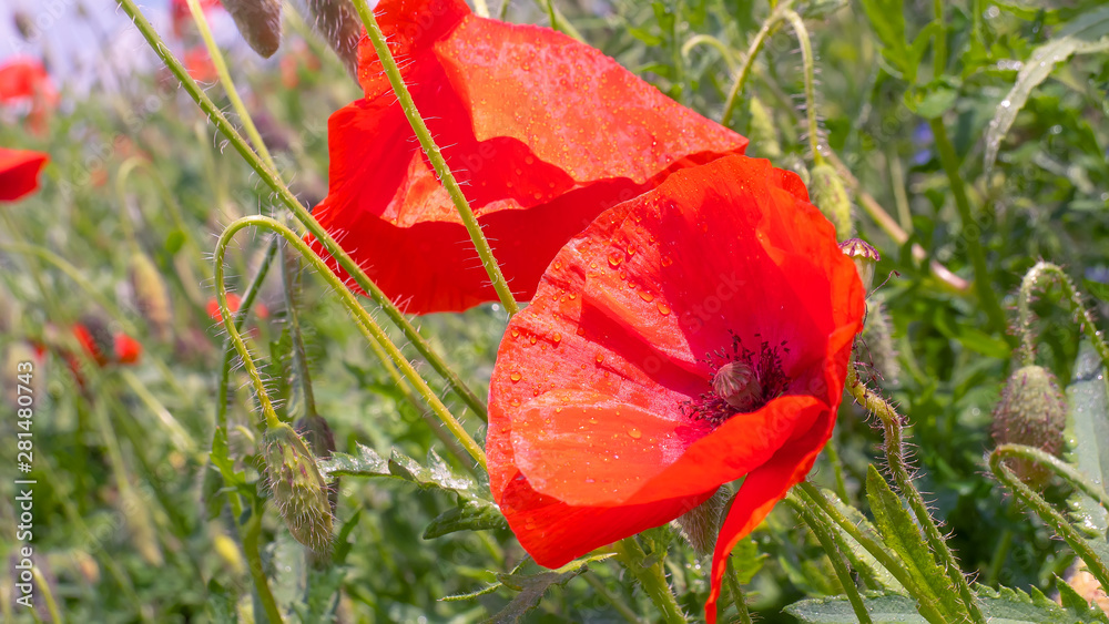 Obraz premium Red wild poppy flower in a field at sunrise