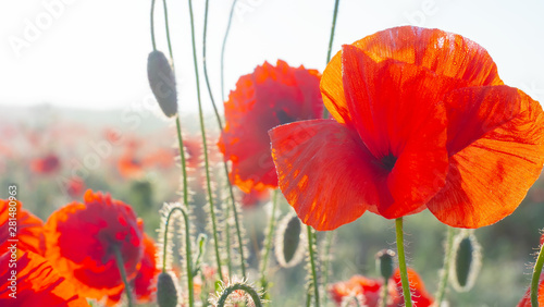 Summer poppy flowers on green field