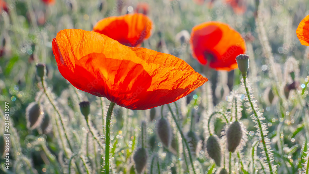 Obraz premium Summer poppy flowers on green field