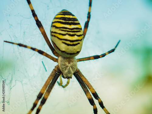 Wasp spider Argiope bruennichi. orb-web Insect with yellow stripes, web pattern. green grass background, macro view, horizontal soft focus. Large striped yellow and black spider on its web macro