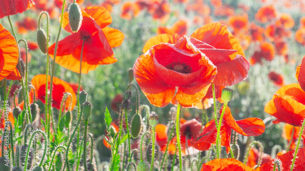Obraz premium Summer poppy flowers on green field