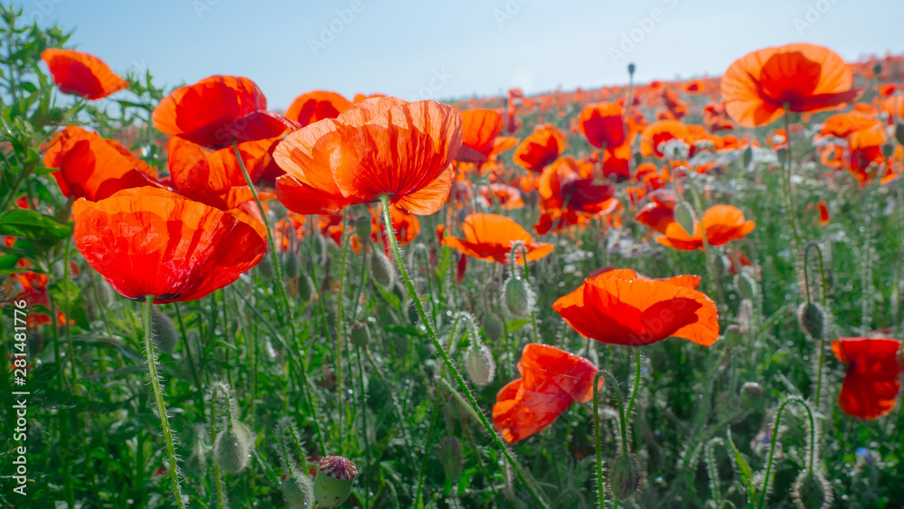 Obraz premium Summer poppy flowers on green field