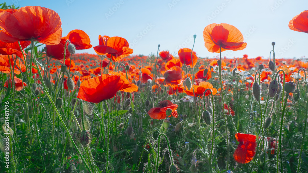 Obraz premium Summer poppy flowers on green field