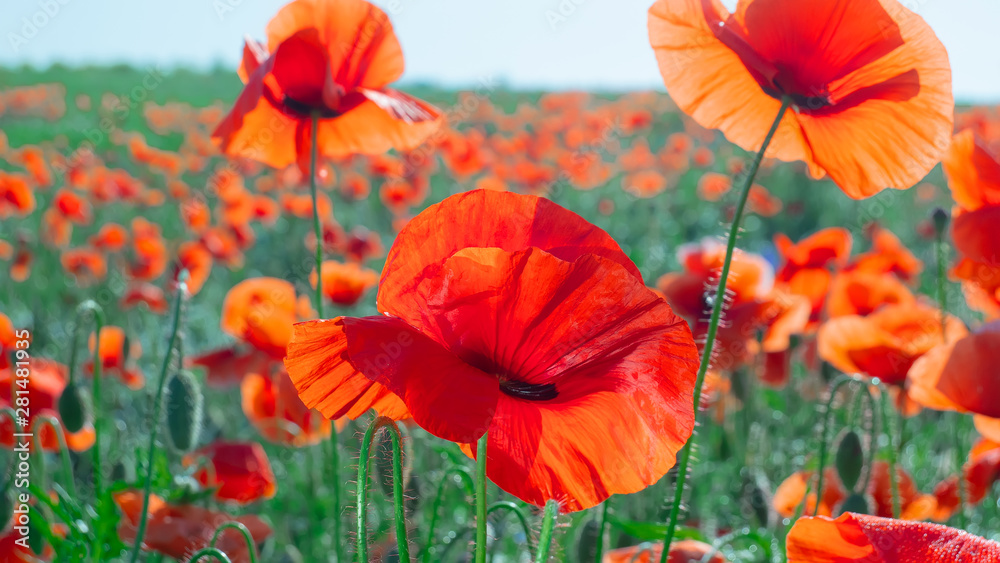 Fototapeta premium Summer poppy flowers on green field