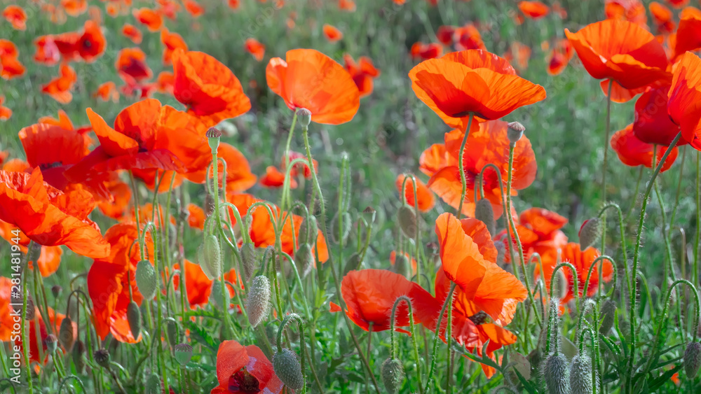 Fototapeta premium Summer poppy flowers on green field
