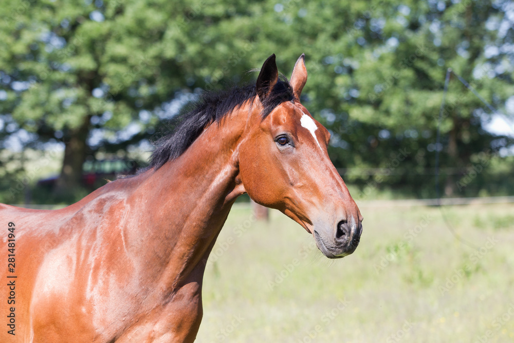 Pferd im freilauf auf der Sommerweide