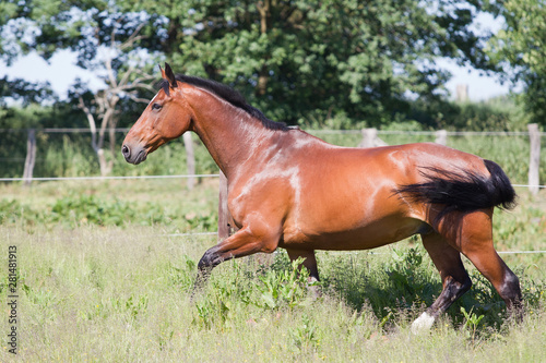 Pferd im freilauf auf der Sommerweide