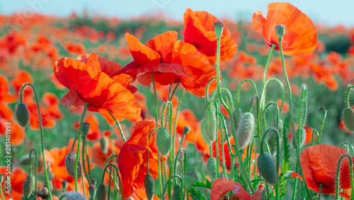 Summer poppy flowers on green field