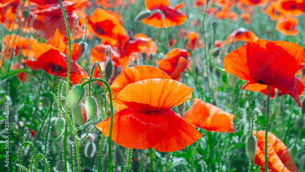 Fototapeta premium Summer poppy flowers on green field