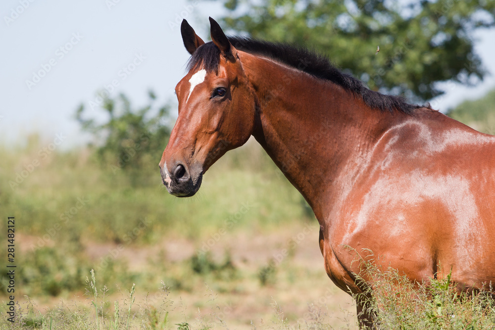 Pferd im freilauf auf der Sommerweide Pferd im freilauf auf der Sommerweide