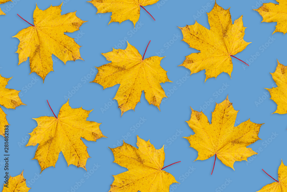 Autumn background from natural dry leaves of a maple. Forest orange leaves on blue background. Template for autumn greeting card, poster, banner, flyer, presentation, report. Autumn background from natural dry leaves of a maple. Forest orange leaves on blue background. Template for autumn greeting card, poster, banner, flyer, presentation, report.