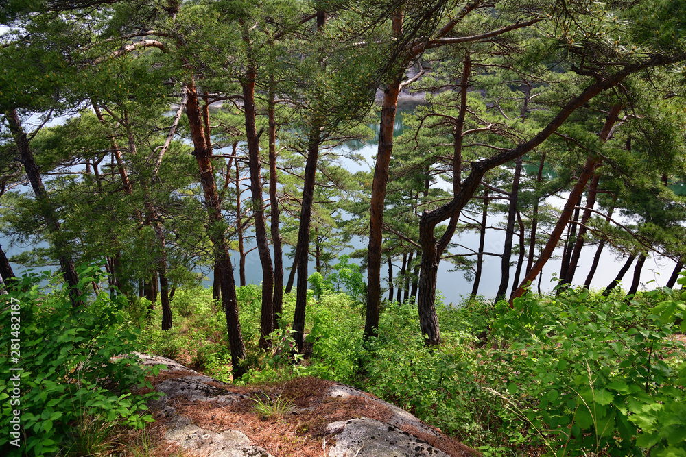 Fototapeta premium North Korean scenery. Red korean pine forest