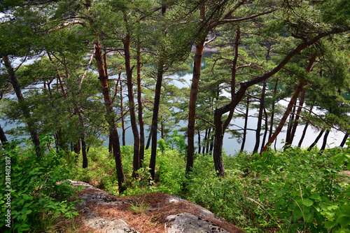 North Korean scenery. Red korean pine forest photo