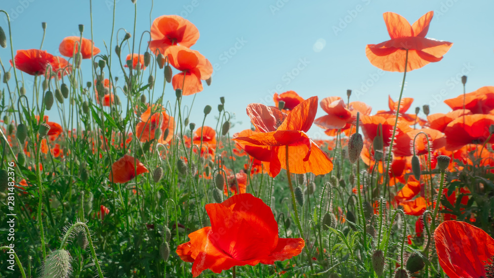 Obraz premium Summer poppy flowers on green field