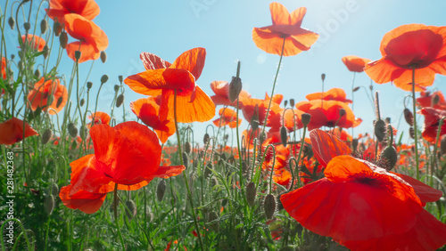 Summer poppy flowers on green field