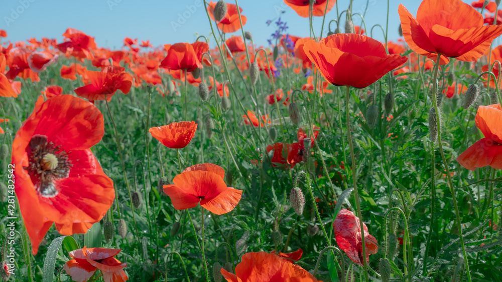 Fototapeta premium Summer poppy flowers on green field