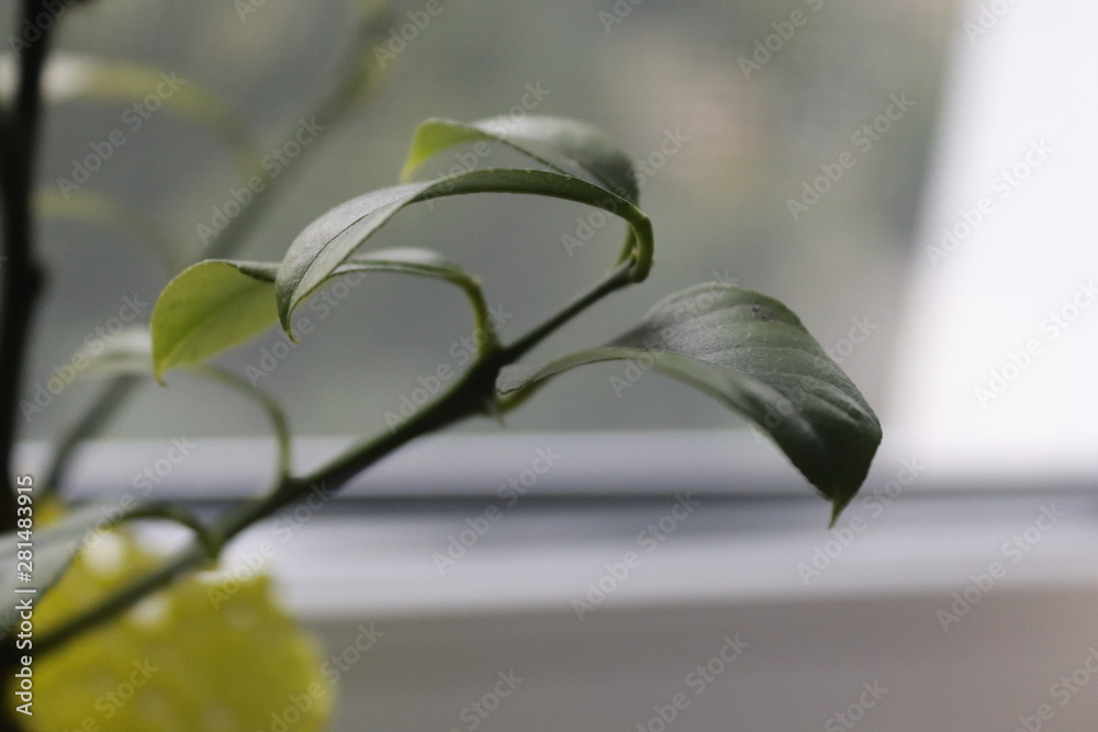 citron tree citron tree
