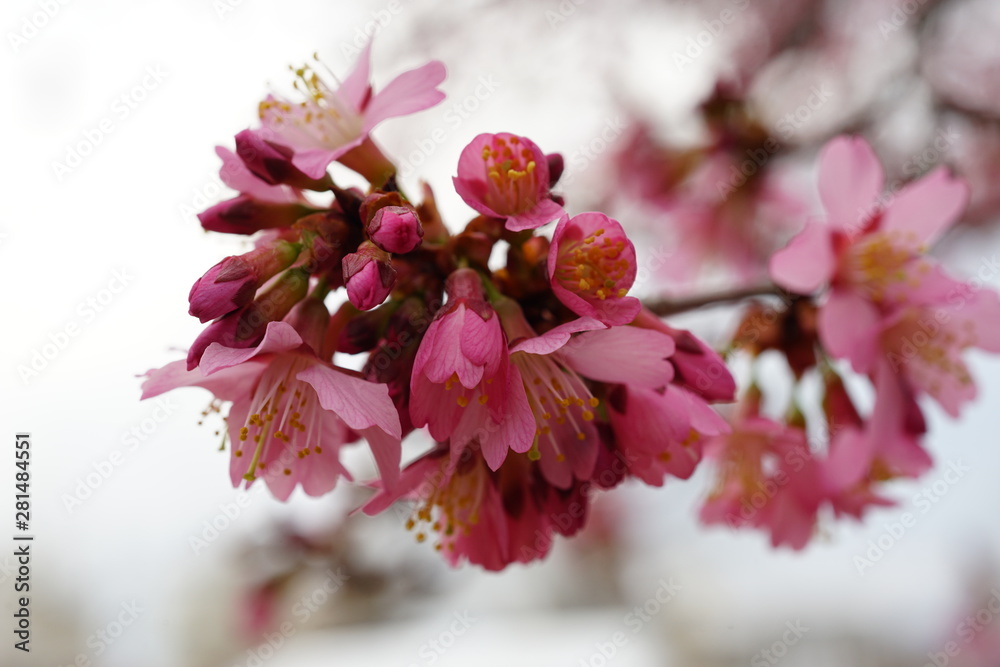 長徳寺のオカメ桜 長徳寺のオカメ桜