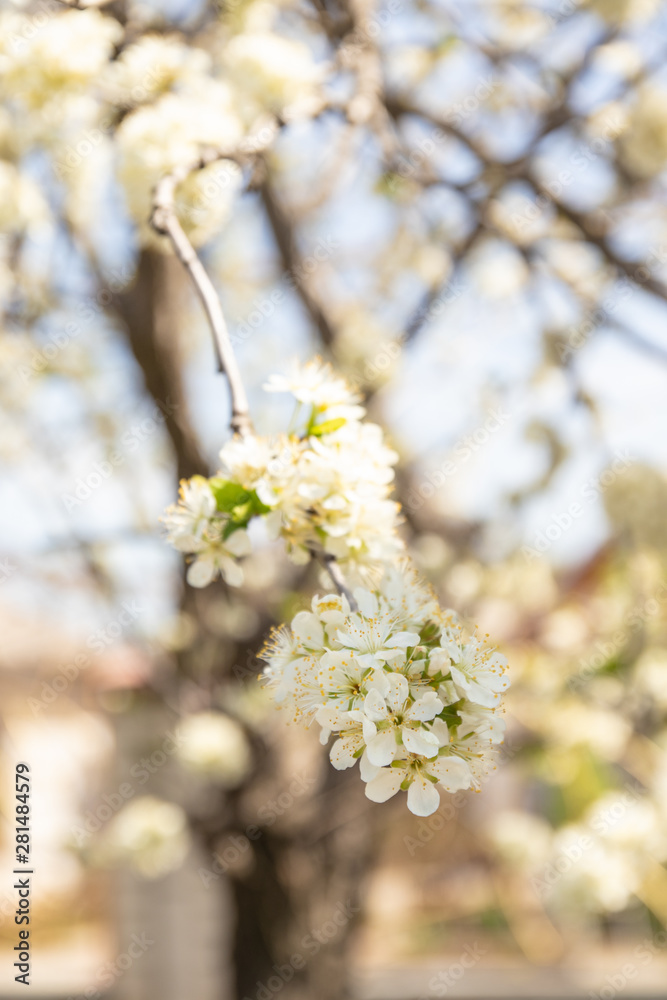 Spring apple tree blossom close up Spring apple tree blossom close up