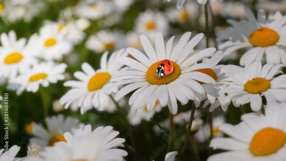 Obraz premium Ladybug on a camomile close-up in a summer field.