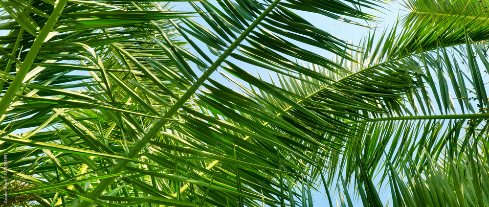 Background of palm leaves . Wide photo. Background of palm leaves . Wide photo.