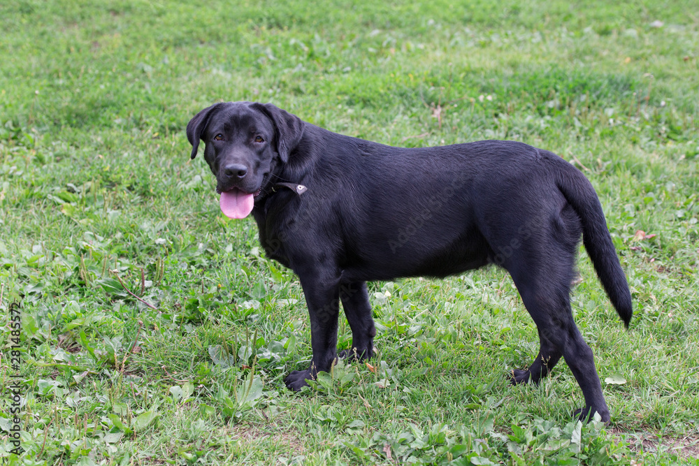 Black labrador retriever is looking at the camera. Pet animals.