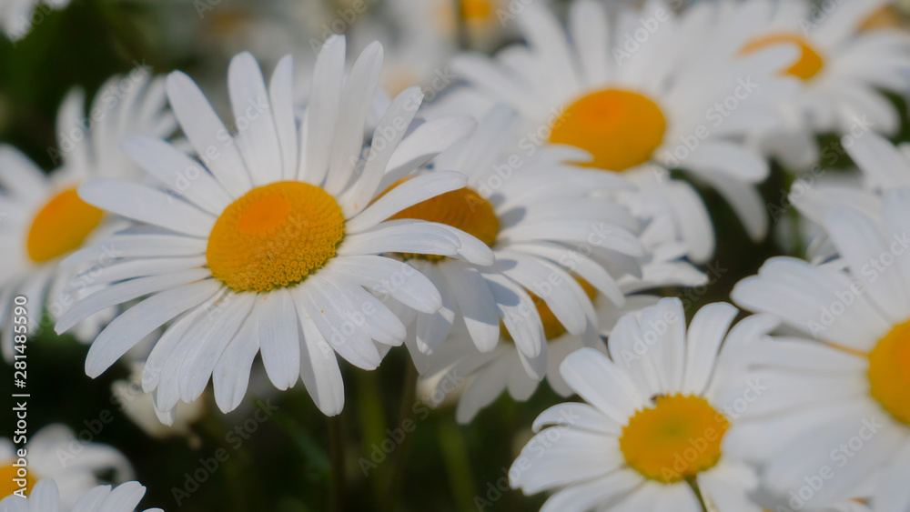Obraz premium Chamomiles in the summer field close-up