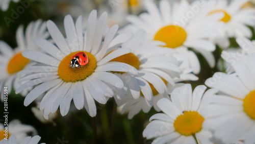 Ladybug on a camomile close-up in a summer field.